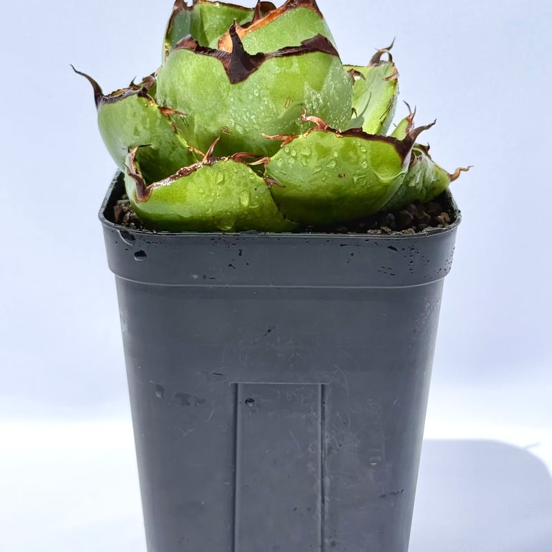 アガベ・ジャガーノート / Agave 'Juggernaut' | ChadPlants