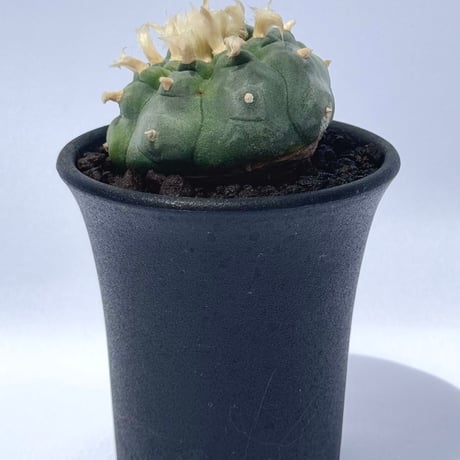 ロフォフォラ・フリチー “銀冠玉”/ Lophophora fricii