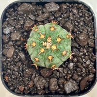 ギムノカリキウム“短刺天平丸”実生/Gymnocalycium spegazzinii f. unguspinum #1