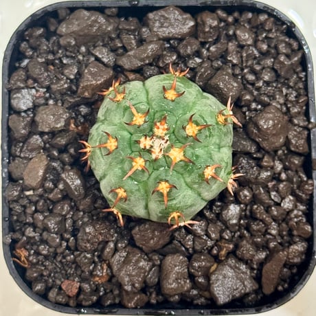 ギムノカリキウム“短刺天平丸”実生/Gymnocalycium spegazzinii f. unguspinum #1