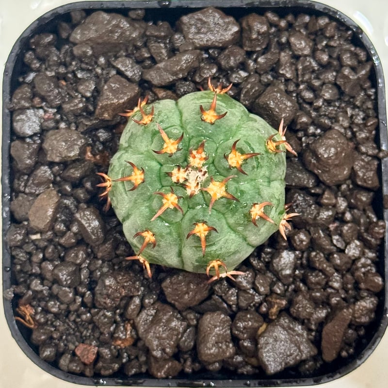 ギムノカリキウム“短刺天平丸”実生/Gymnocalycium spegazzinii f.