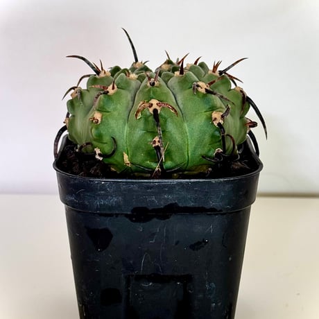ギムノカリキウム“狂刺バッテリー” / Gymnocalycium batteryi