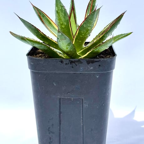 スノーグロー | STORES