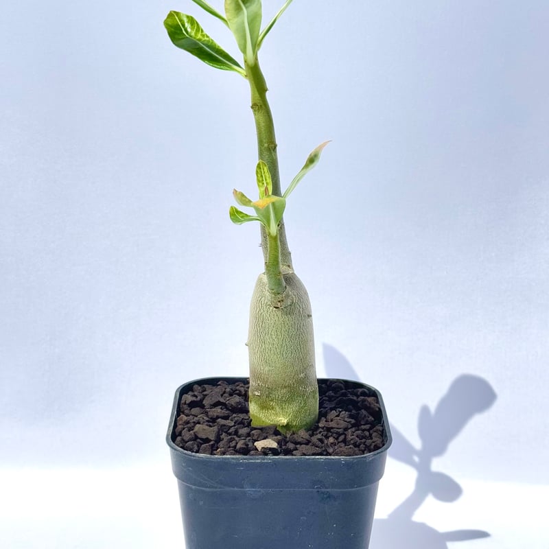 アデニウム・アラビカム “ブラックジャイアント” 実生 / Adenium