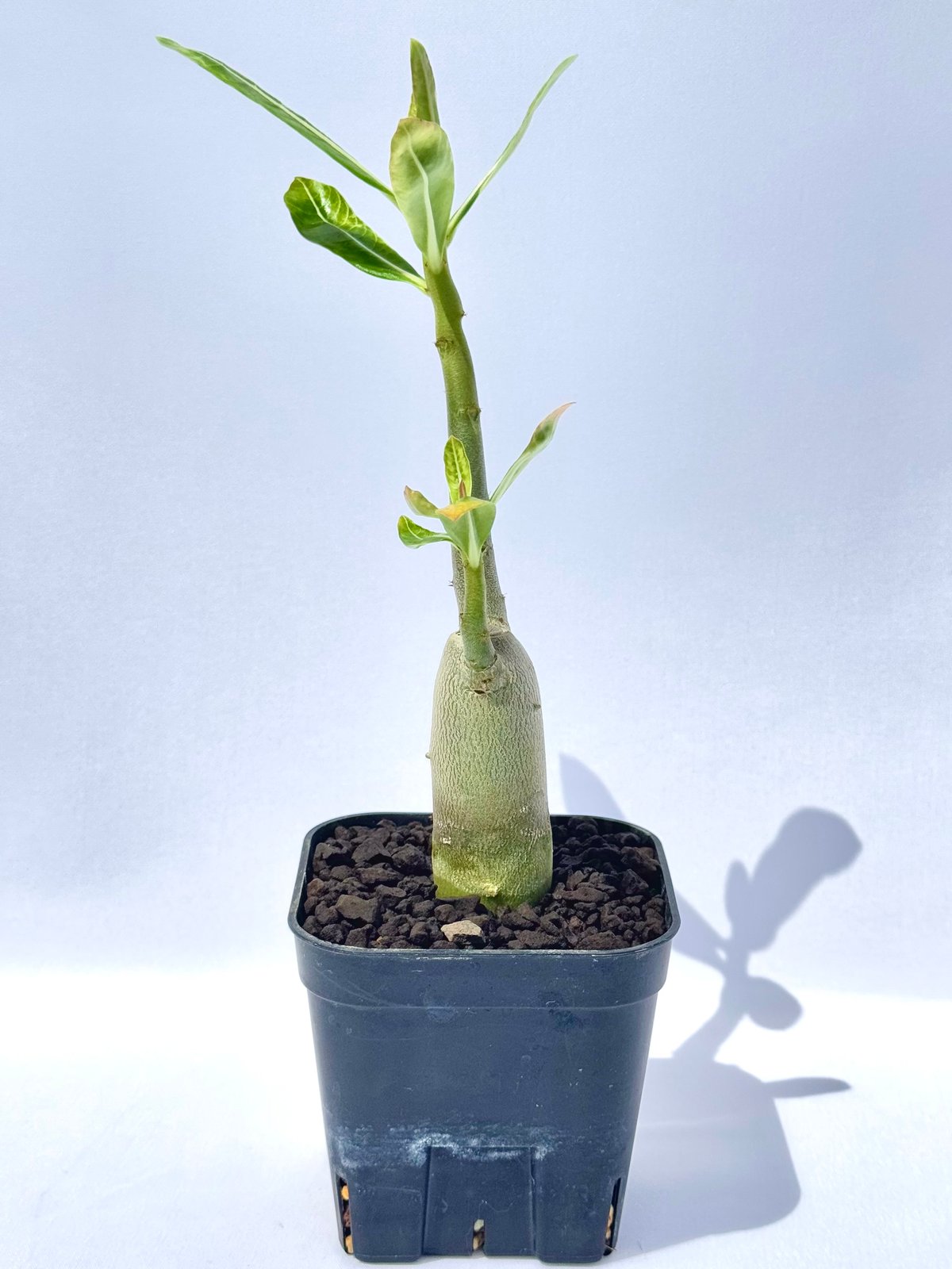 アデニウム・ブラックジャイアント アデニウム アラビカム ブラックジャイアント 観葉植物 5号/1個売り