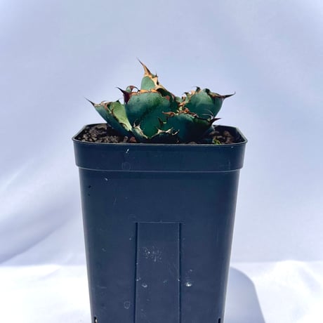 アガベ・チタノタ ブラック＆ブルー｜Agave titanota 'Black and Blue'#4