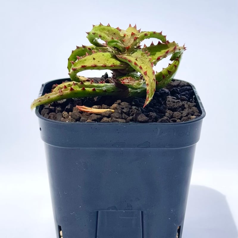 アロエ・カスティロニアエ / Aloe castilloniae | ChadPlants