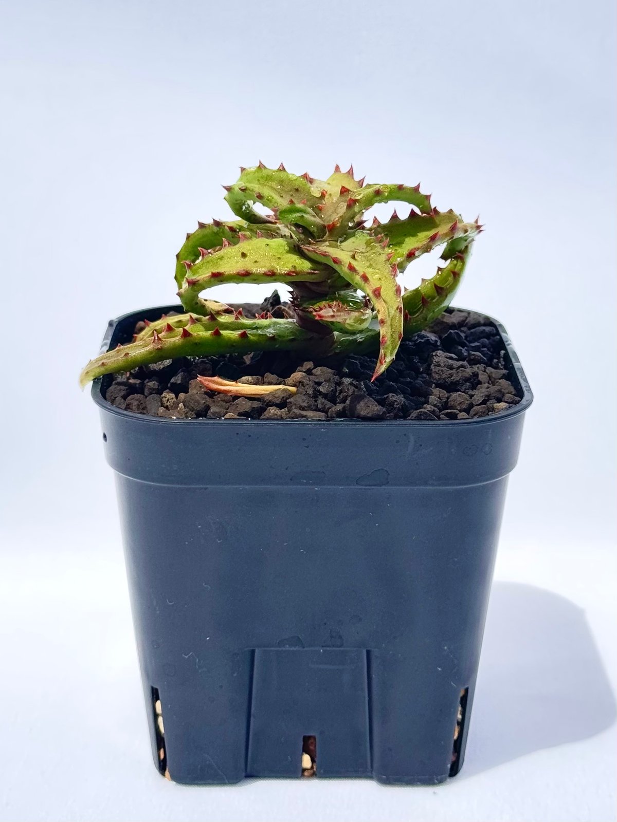 アロエ・カスティロニアエ / Aloe castilloniae | ChadPlants