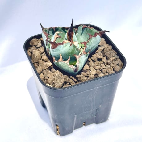 アガベ・チタノタ ブラック＆ブルー｜Agave titanota 'Black and Blue'#3