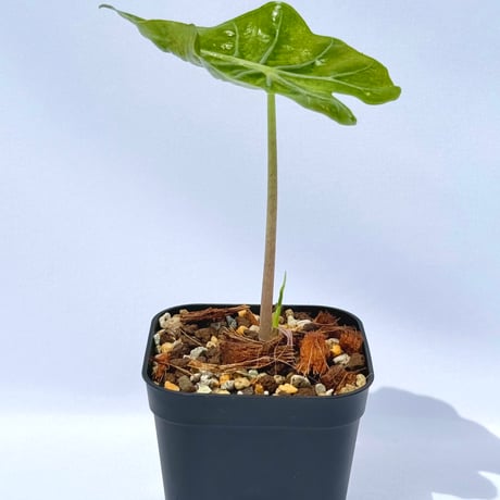 アロカシアアマゾニカ 園芸ネット本店｜[ザ・ファームセレクト]アロカシア：アマゾニカ