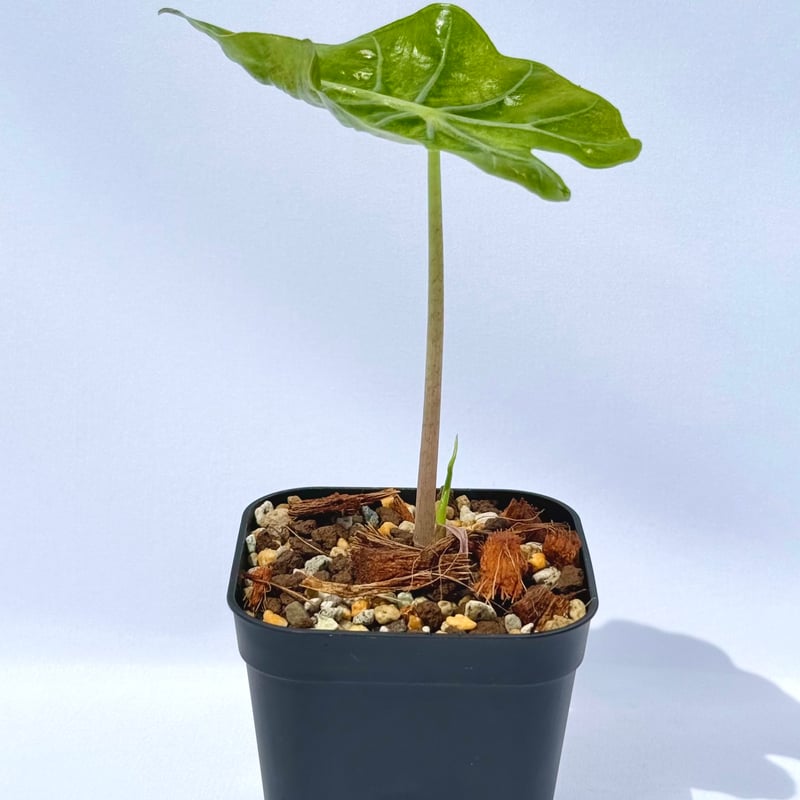 アロカシア・アマゾニカ / Alocasia × amazonica | ChadPlants