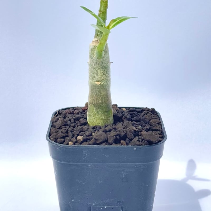 アデニウム　ブラック 園芸ネット本店｜アデニウム：アラビカム ブラックステム（実生苗）3号