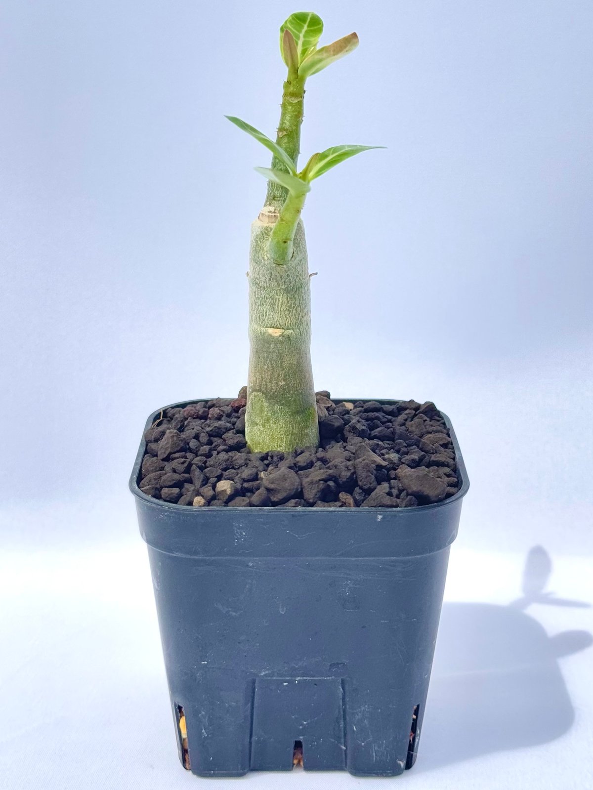 アデニウム・アラビカム “ブラックジャイアント” 実生 / Adenium