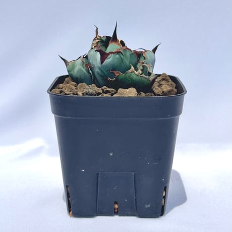 アガベ・チタノタ ブラック＆ブルー｜Agave titanota 'Black and Blue'#3