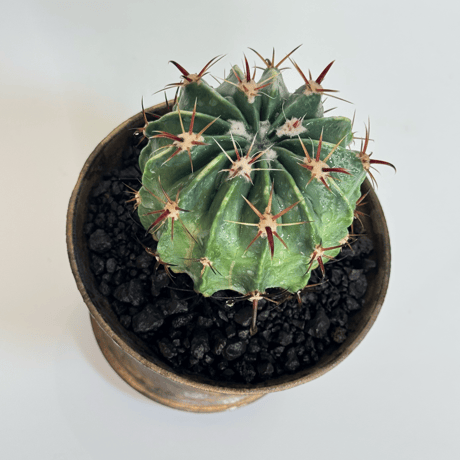 フェロカクタス “日の出丸” × “WABI SABI” 陶器鉢 セットアップ