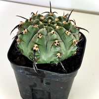 ギムノカリキウム“狂刺バッテリー” / Gymnocalycium batteryi