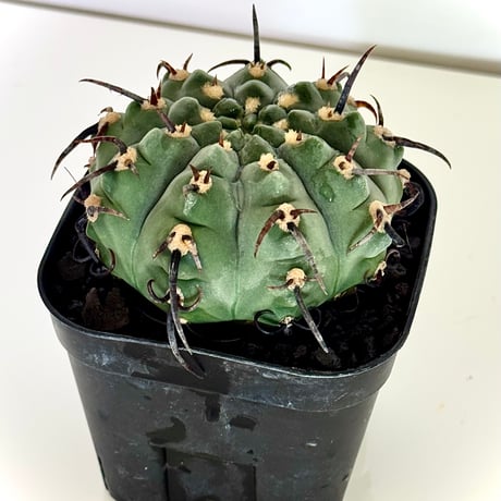 ギムノカリキウム“狂刺バッテリー” / Gymnocalycium batteryi