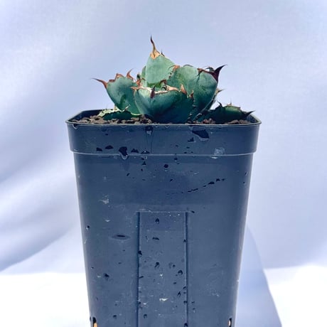 アガベ・チタノタ ブラック＆ブルー｜Agave titanota 'Black and Blue'#4