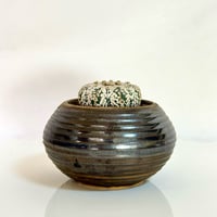 “スーパー兜 Vタイプ” × “WABI SABI”陶器鉢セットアップ