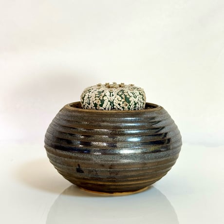 アストロフィツムスーパー兜 | STORES