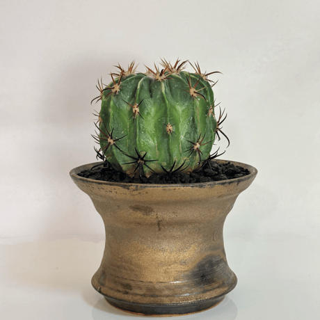 フェロカクタス “日の出丸” × “WABI SABI” 陶器鉢 セットアップ