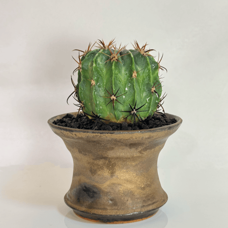 フェロカクタス “日の出丸” × “WABI SABI” 陶器鉢 セットアップ