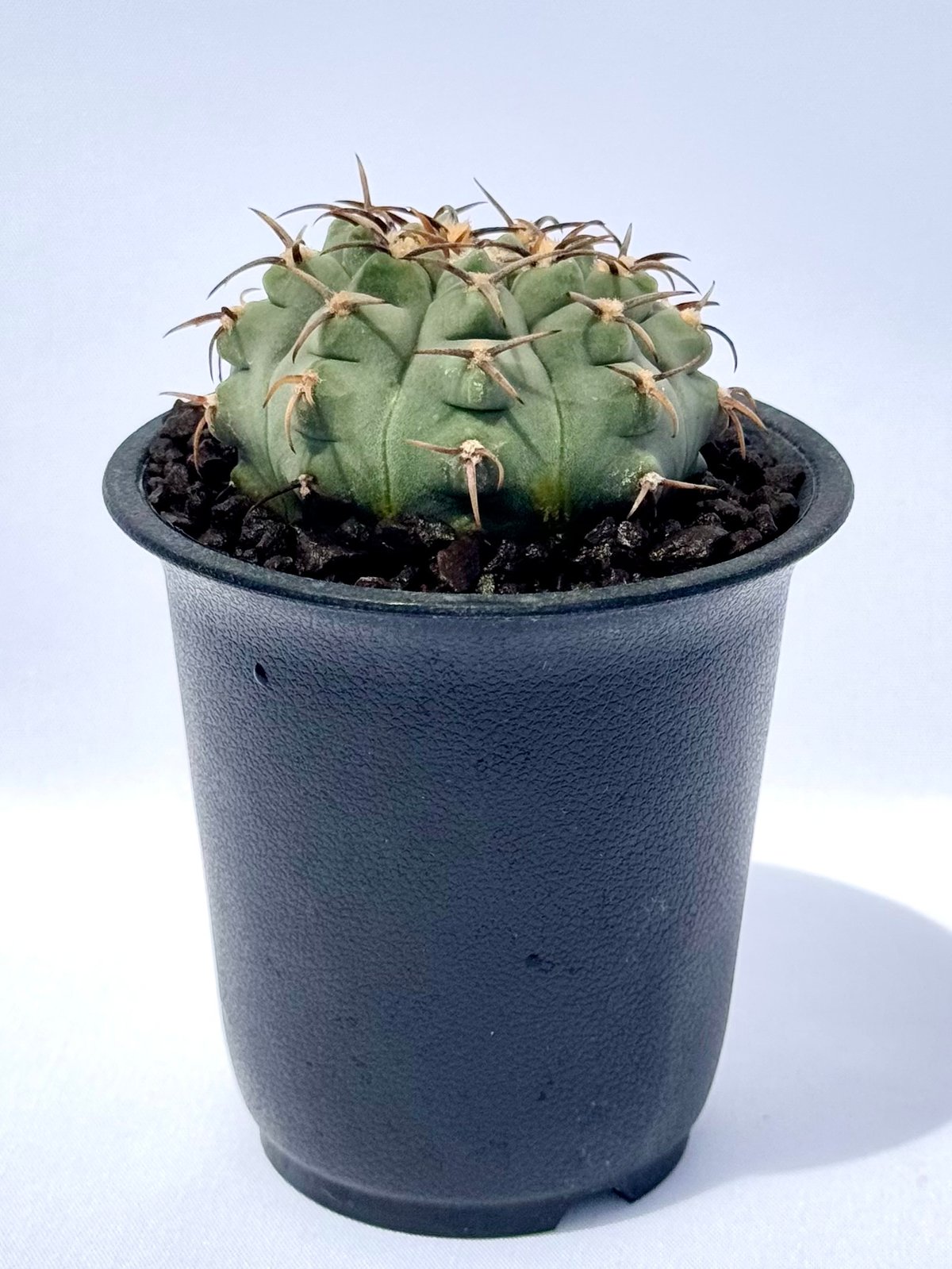 ギムノカリキウム・バッテリー / Gymnocalycium batteryi | ChadP