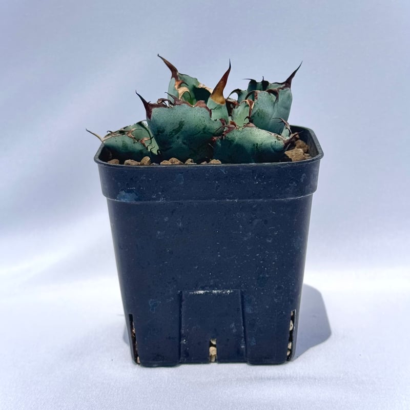 アガベ・チタノタ ブラック＆ブルー｜Agave titanota 'Black and Blu