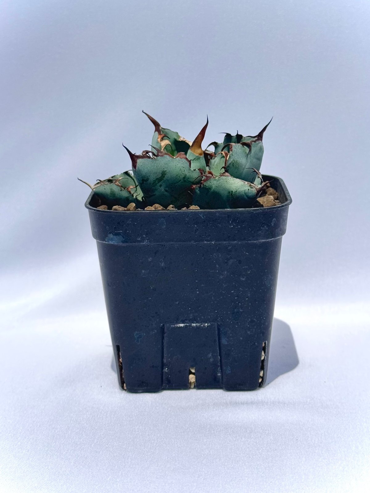アガベ・チタノタ ブラック＆ブルー｜Agave titanota 'Black and Blu