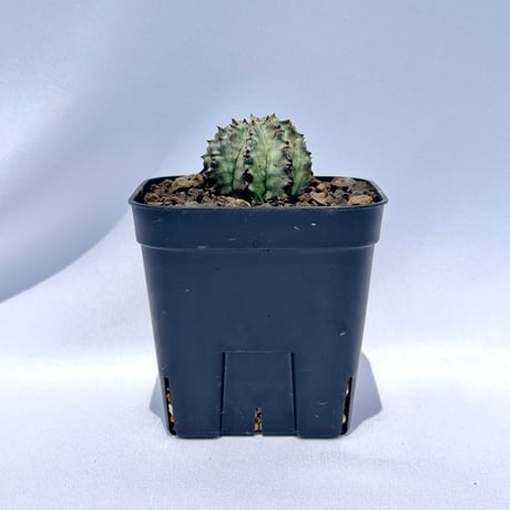 ユーフォルビア・ホリダ “ゲンコツ” 白肌タイプ/ Euphorbia horrida “Genkotsu” White Form#1