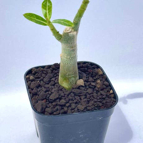 アデニウム・アラビカム “ブラックジャイアント” 実生 / Adenium arabicum ‘Black Giant’ #2