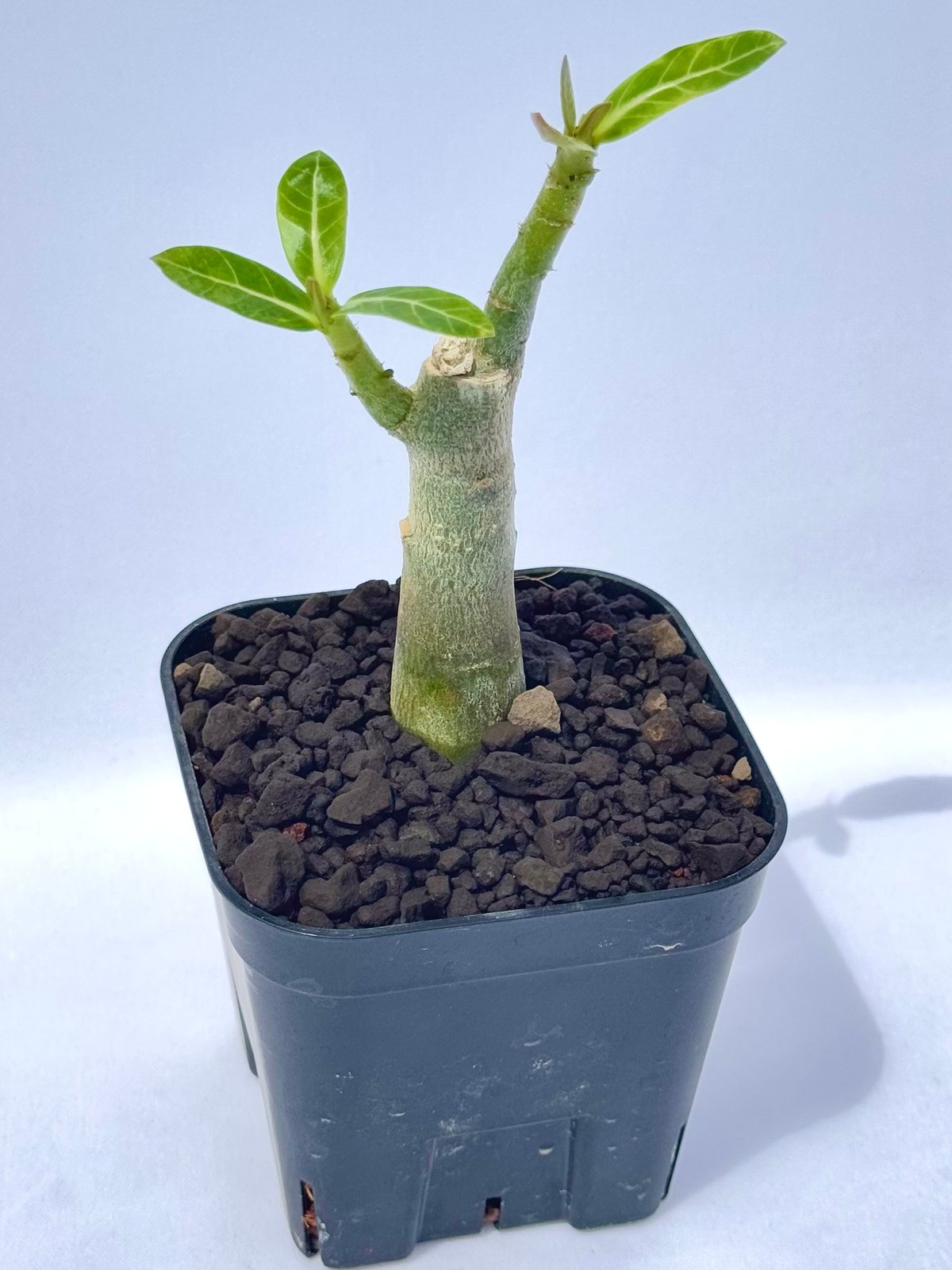 アデニウム・アラビカム “ブラックジャイアント” 実生 / Adenium