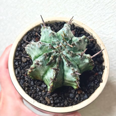 ユーフォルビア・ホリダ “ゲンコツ” 白肌タイプ/ Euphorbia horrida “Genkotsu” White Form#1