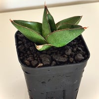 サンセベリア“オペラハウス” / Sansevieria sp. ‘Opera House’