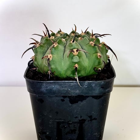 ギムノカリキウム“狂刺バッテリー” / Gymnocalycium batteryi