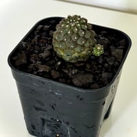 コピアポア ヒポガエア “リザードスキン” / Copiapoa hypogaea ‘Lizard Skin’