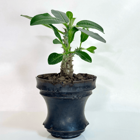パキポディウム・ウィンゾリー（実生株／陶器鉢セット)/Pachypodium windsorii (Seed grown) in ceramic pot