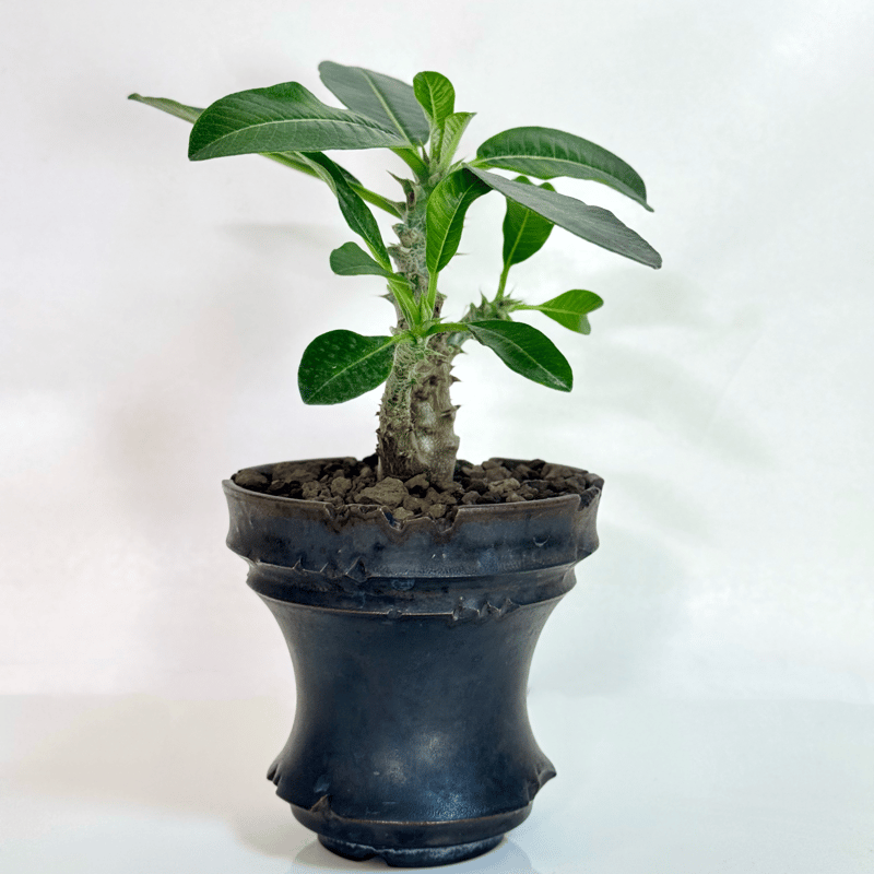 パキポディウム・ウィンゾリー（実生株／陶器鉢セット)/Pachypodium