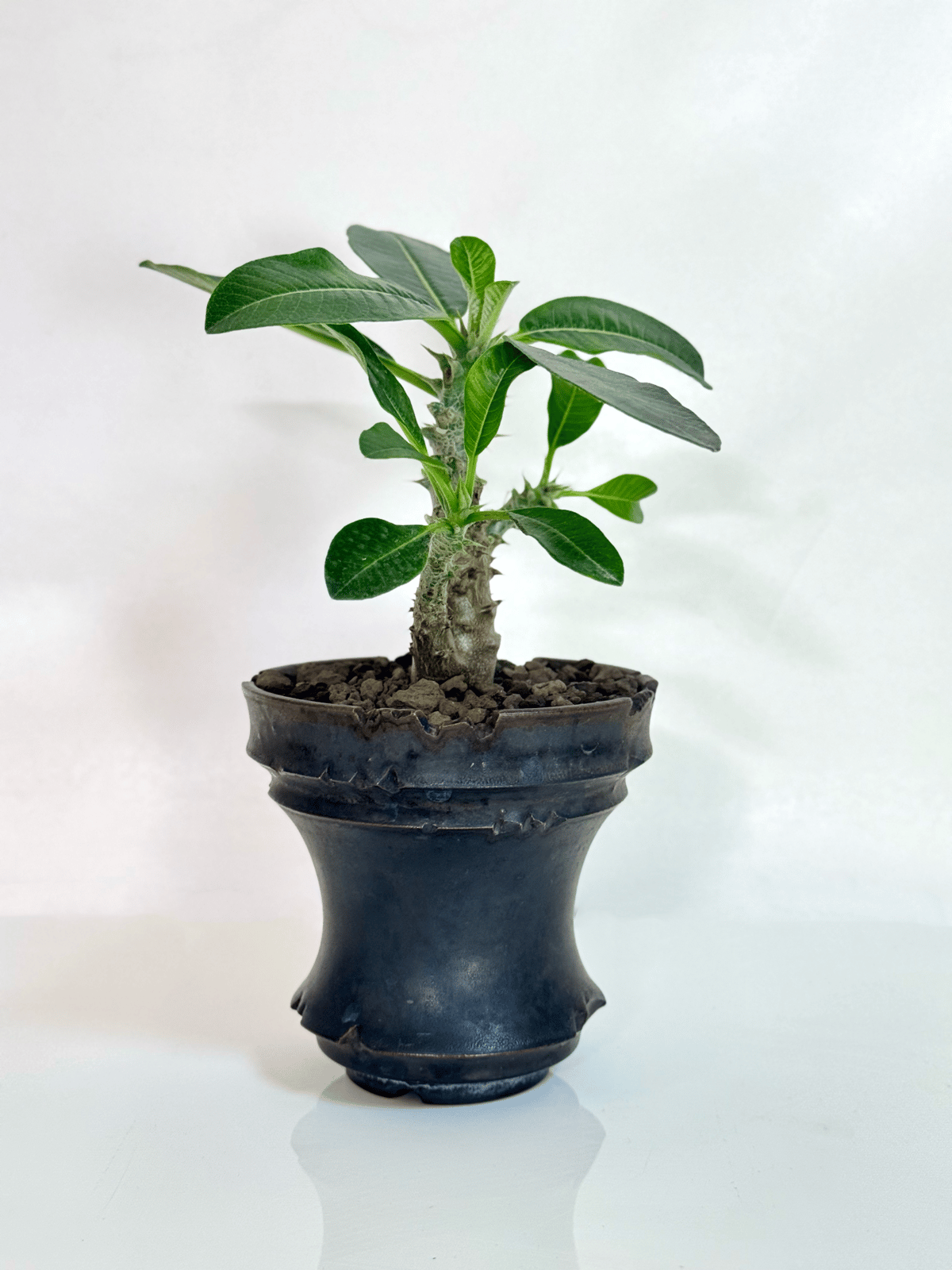 パキポディウム・ウィンゾリー（実生株／陶器鉢セット)/Pachypodium