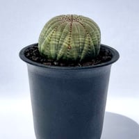ユーフォルビア・ホリダ “ゲンコツ” 白肌タイプ/ Euphorbia horrida “Ge