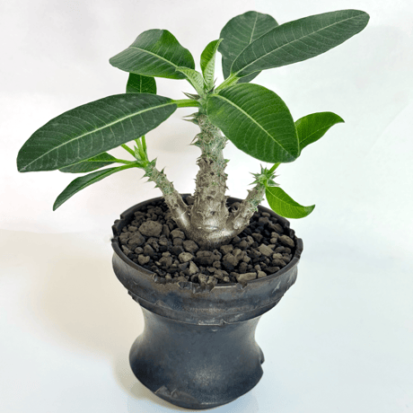 パキポディウム・ウィンゾリー（実生株／陶器鉢セット)/Pachypodium windsorii (Seed grown) in ceramic pot