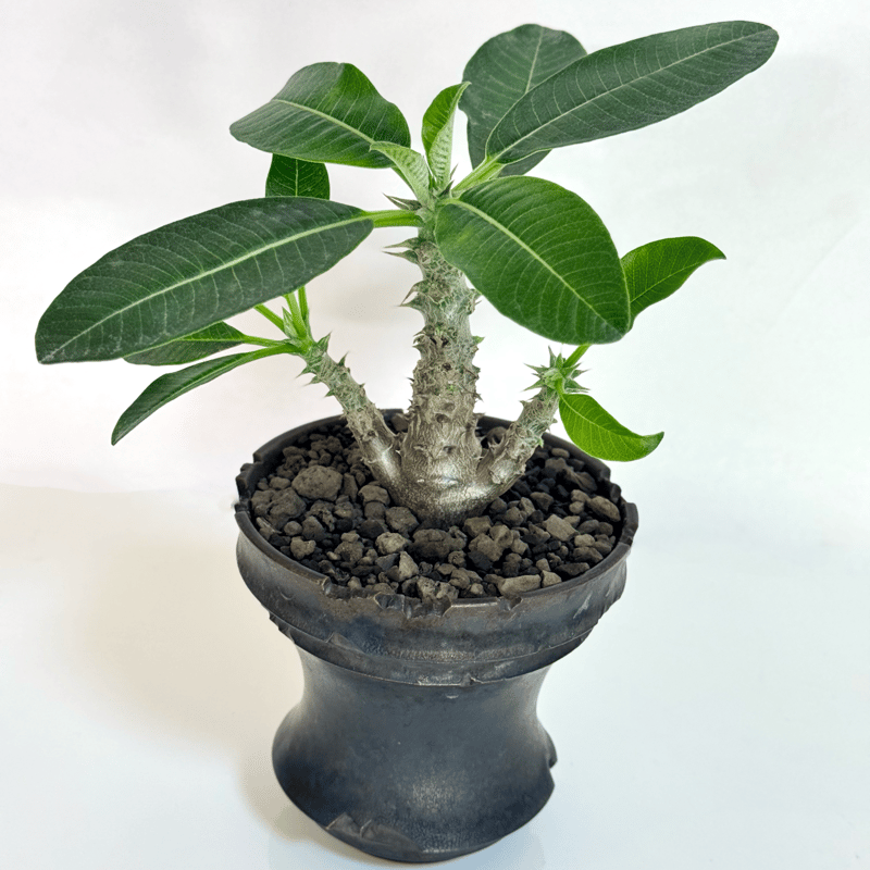 パキポディウム・ウィンゾリー（実生株／陶器鉢セット)/Pachypodium