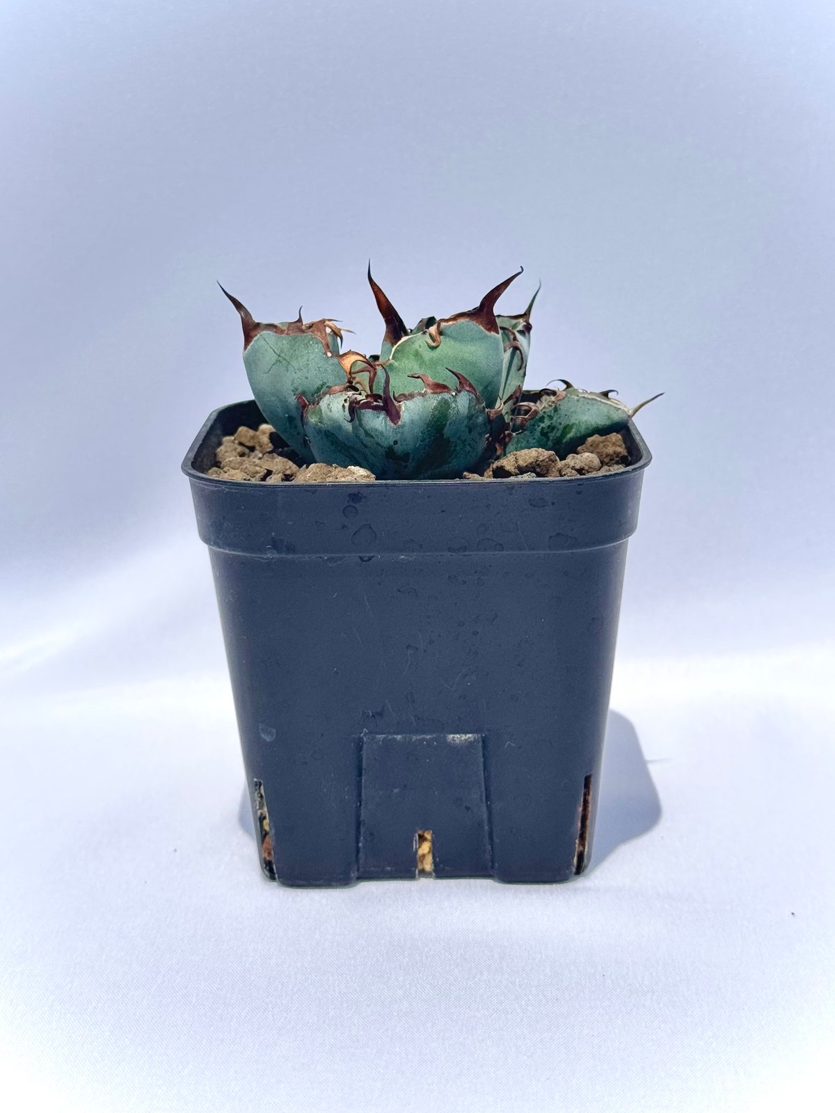 アガベ・チタノタ ブラック＆ブルー｜Agave titanota 'Black and Blu