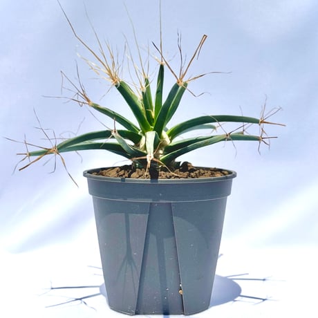 晃山（こうざん）／Leuchtenbergia principis レウクテンベルギア・プリンキピス