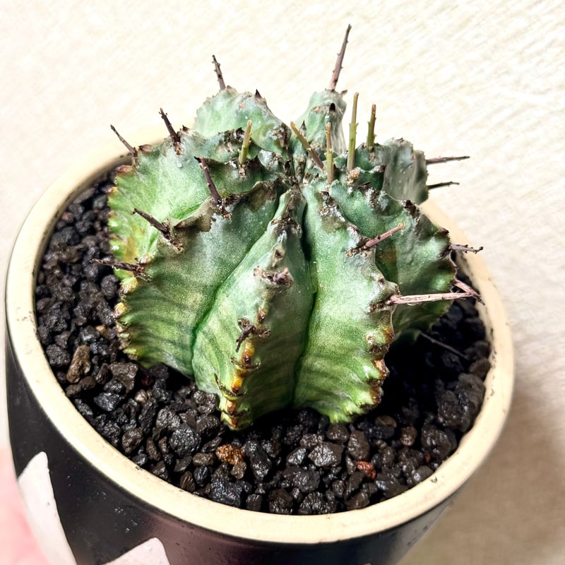 ユーフォルビア・ホリダ “ゲンコツ” 白肌タイプ/ Euphorbia horrida “Ge