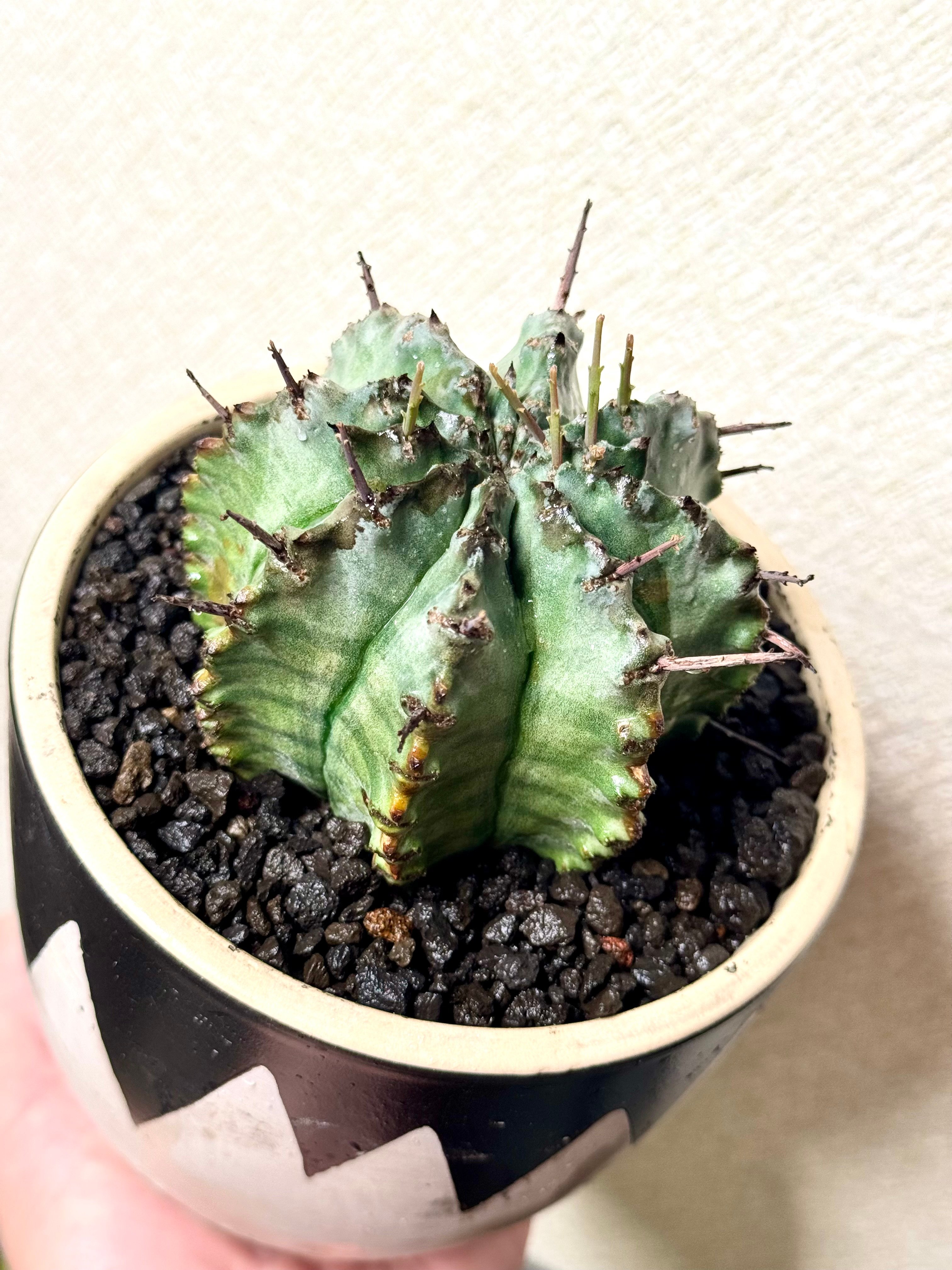 ユーフォルビア・ホリダ “ゲンコツ” 白肌タイプ/ Euphorbia horrida “Ge