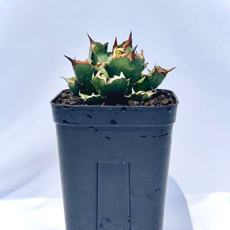 アガベ チタノタ 姫厳竜 / Agave titanota 'Dwarf' | ChadPlants