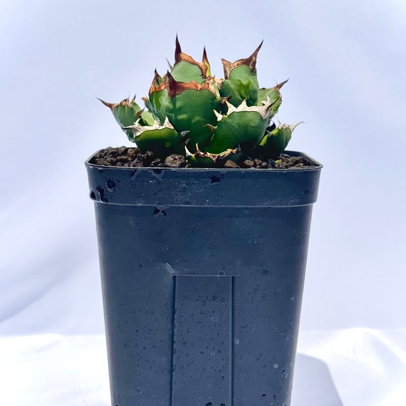 アガベ チタノタ 姫厳竜 / Agave titanota 'Dwarf' | ChadPlants