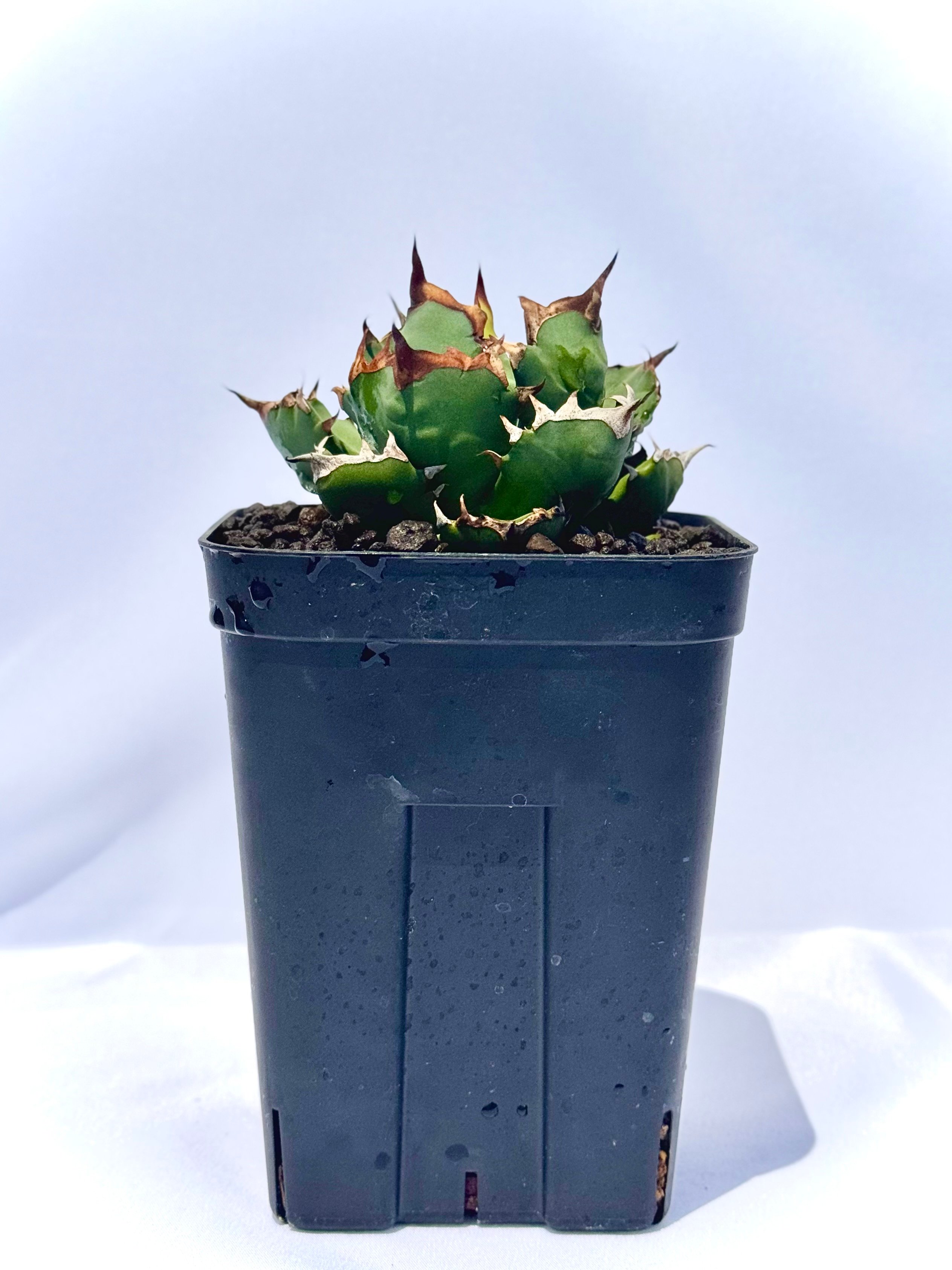 アガベ チタノタ 姫厳竜 / Agave titanota 'Dwarf' | ChadPlants
