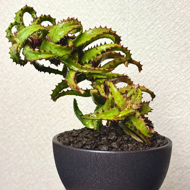 アロエ・カスティロニアエ / Aloe castilloniae | ChadPlants